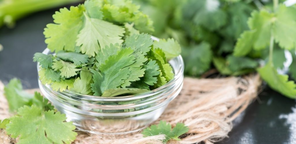 Beneficios para salud de Cilantro