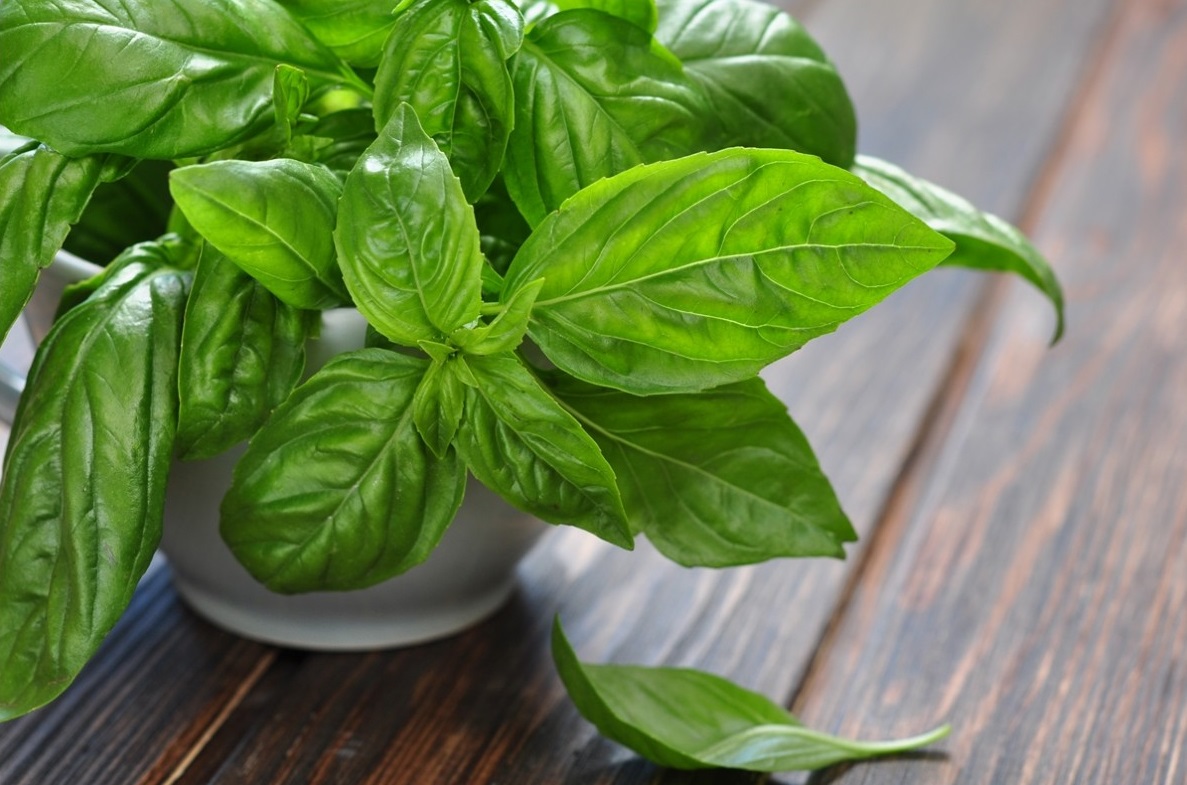 Beneficios para salud de la albahaca