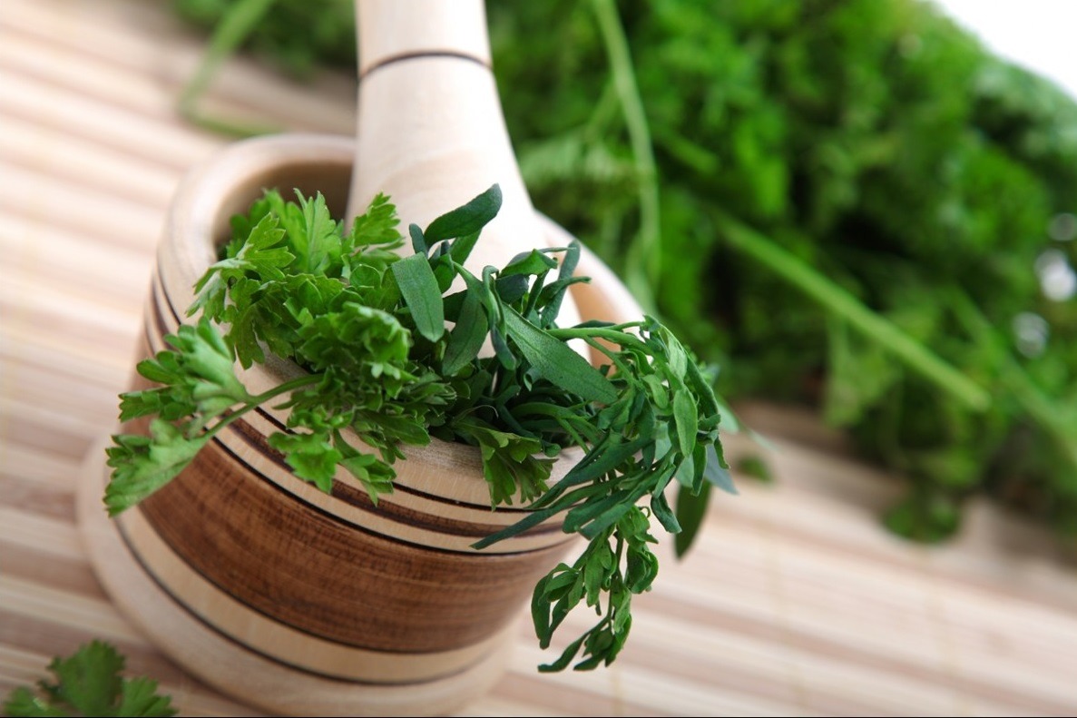 Cilantro
