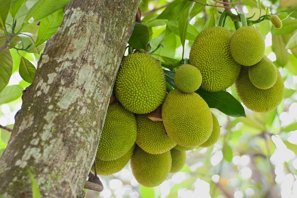Jackfruit