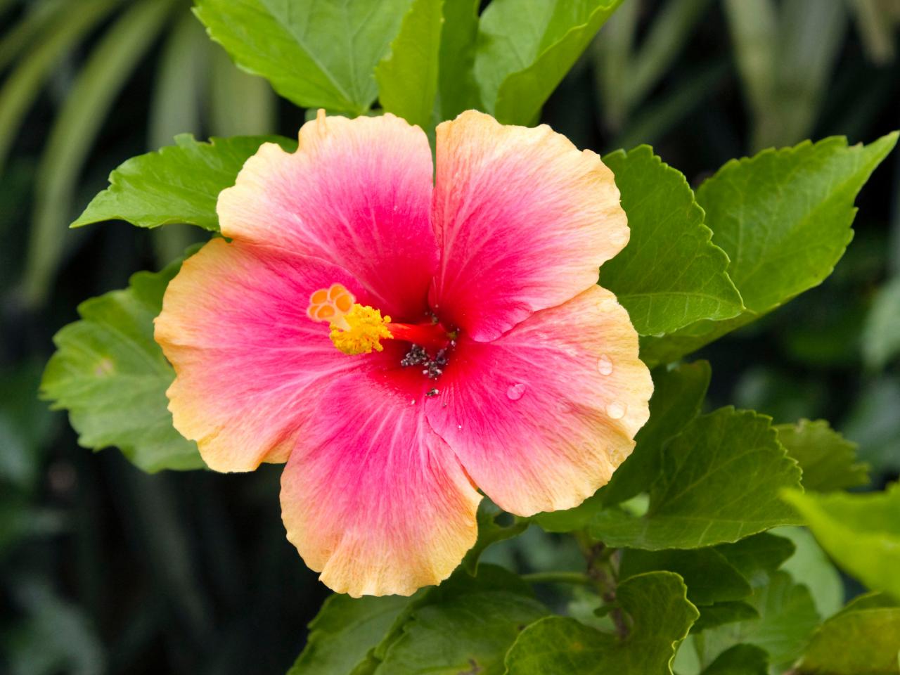 hibisco chino