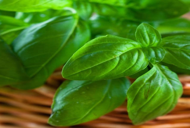 El jugo de la albahaca