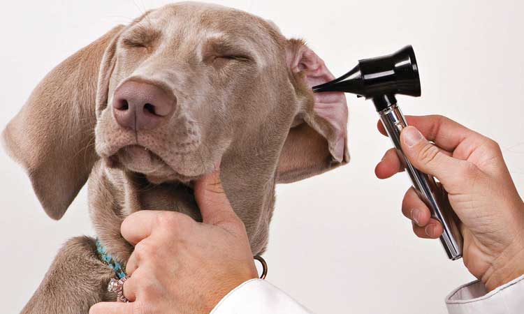Home-Remedios-para-perro-Oído-Infección