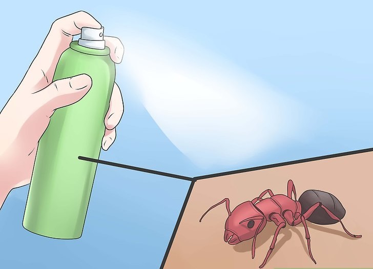Cómo deshacerse de las hormigas naturalmente