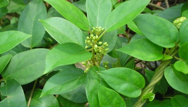 uso de Chirayata