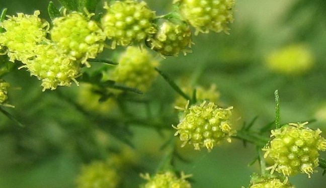 uso de la Artemisia annua
