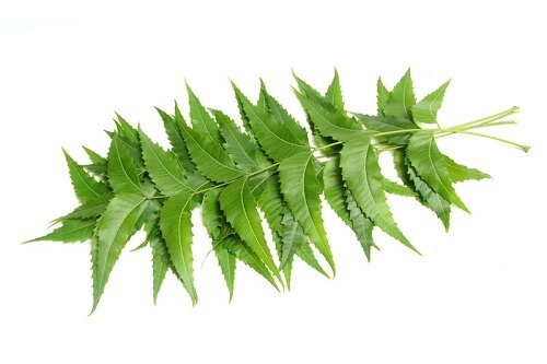 Hojas de Neem