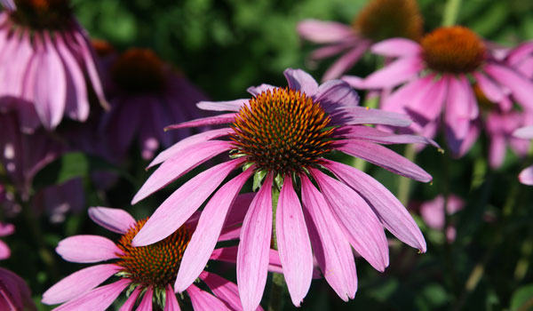 Echinacea