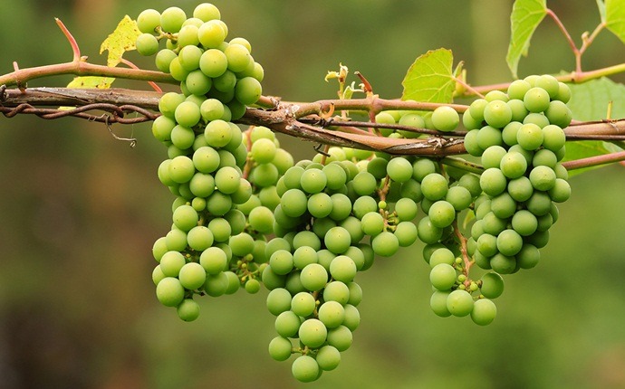 Pack de cara de uvas