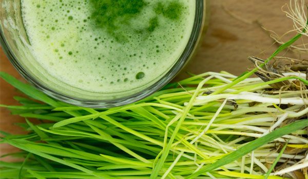 Wheatgrass