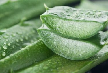 Remedios naturales para el hogar