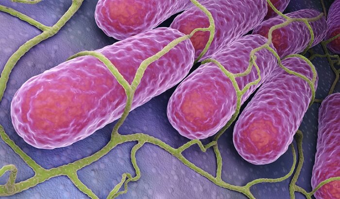 Bacterias del acné